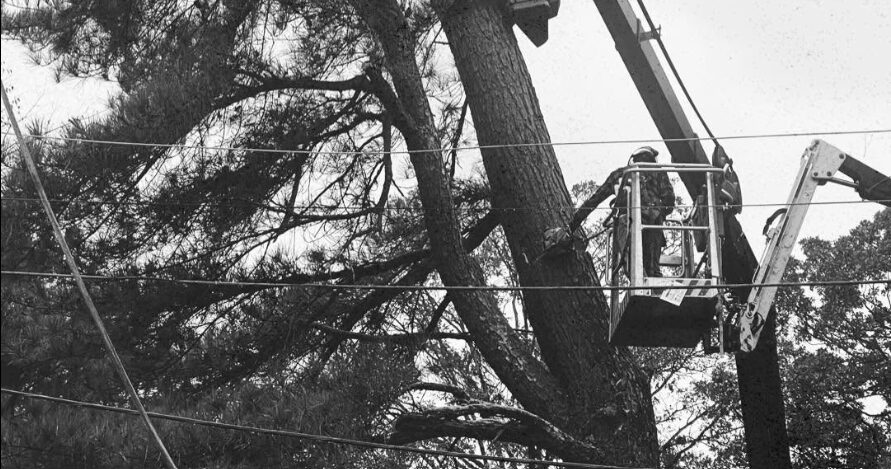 Crane removing a tree near power lines